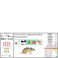 گونه همستر خاکستری Grey Dwarf Hamster